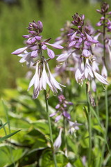Violet flowers of blooming hosta Hosta undulata