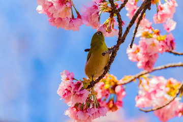 The Japanese White-eye.The background is cherry blossoms. Located in Tokyo Prefecture Japan.