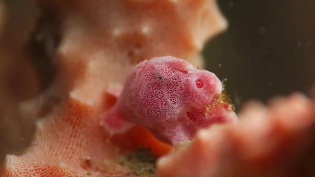 juvenile pink painted frogfish close up