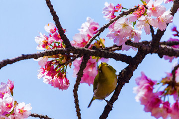 The Japanese White-eye.The background is cherry blossoms. Located in Tokyo Prefecture Japan.