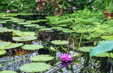 Kew Garden London (England) Nymphaeas