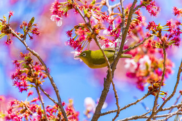 The Japanese White-eye and cherry blossoms. Located in Tokyo Prefecture Japan.