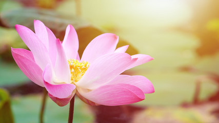Pink bloom lotus flower in water pond garden decoration (Lotus used to worship)