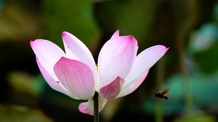 Obraz premium Pink bloom lotus flower in water pond garden decoration (Lotus used to worship)