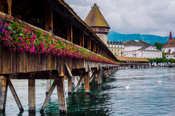 Obraz premium Old Tower and Bridge of Lucerne with white swan in lake
