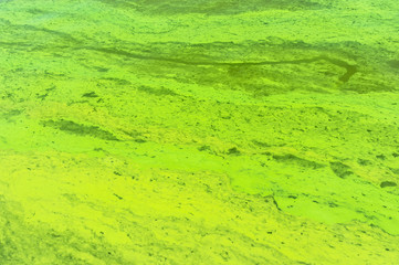 Fototapeta premium Ukrainian river Dnipro covered by cyanobacterias as a result of hot summer. Photo taken in July