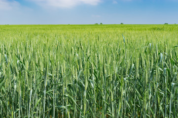 Ukrainian landscape with unripe crops field in early summer season