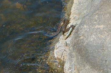 Dice snake trying to take fish out from the water to stone on Dnipro river in Ukraine