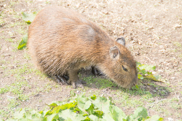 capybara