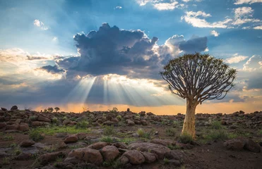 Fotobehang De kokerboom, of aloë dichotoma, Keetmanshoop, Namibië © javarman