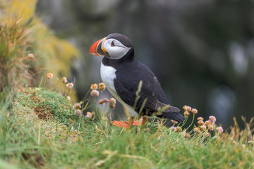  Atlantic Puffin is found in the North Atlantic Ocean.