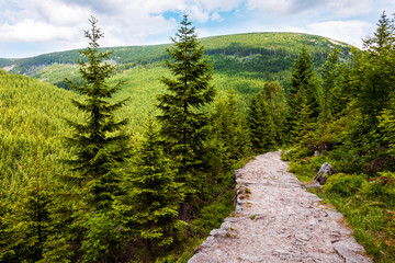 Empty mountain hiking trail surrounded by green trees at summer
