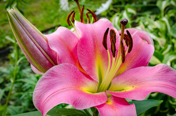 Lily flower closeup