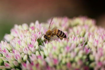bee on pink and white garden flower of Sedum