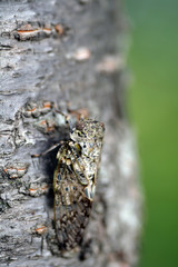 Small cicada -Platypleura kaempferi- is staying at the cherry tree trunk in Fukuoka city, JAPAN.