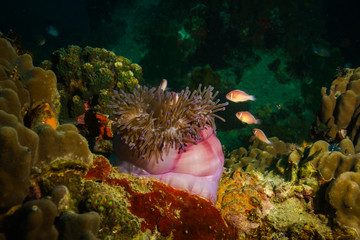 Anemone