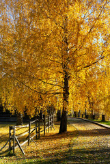 Plakat Autumn, beautiful day in fall season