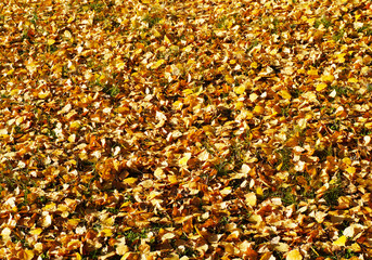 Autumn, fall yellow leaves