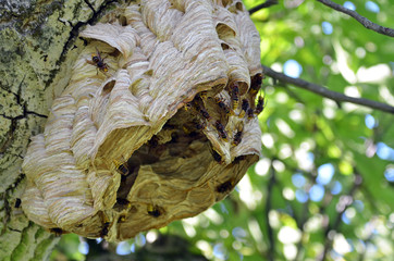 Hornissen, Hornissennest