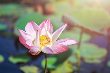 Pink bloom lotus flower in water pond garden decoration (Lotus used to worship)