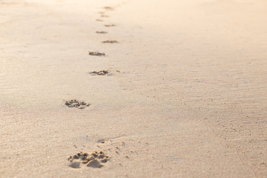 Photo of dog footprint on the tropical beach