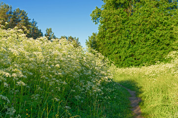 Landscape of the middle-Russian strip