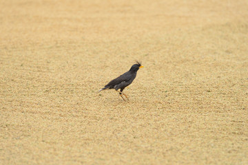 Bird on paddy