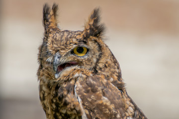 Spotted eagle owl close up