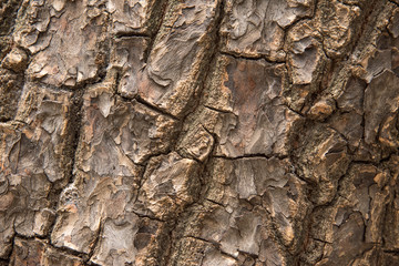 Wood Tree Texture