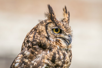 Spotted eagle owl close up