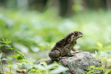 Asian common toad in feel of nature ,Amphibian of Thailand