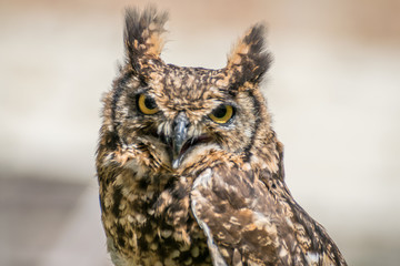 Spotted eagle owl close up