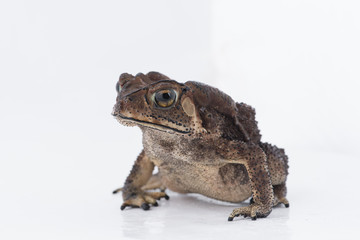 Asian common toad on white background,Amphibian of Thailand
