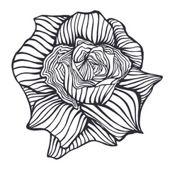 rose, flower, hand-drawing vector illustration sketch
