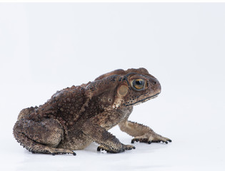 Asian common toad on white background,Amphibian of Thailand