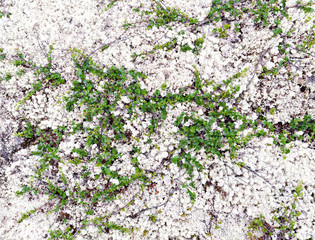 Dwarf birch growing in reindeer moss in the Arctic tundra in the north of Russia