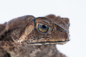 Asian common toad on white background,Amphibian of Thailand