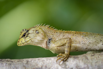 Fototapeta premium Image of chameleon or lizard on nature background. Reptile
