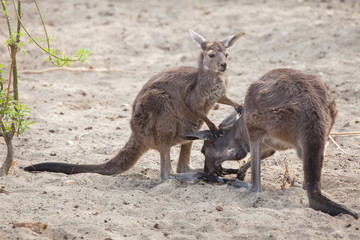 Western grey kangaroo (Macropus fuliginosus melanops) © Vladimir Wrangel