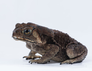 Asian common toad on white background,Amphibian of Thailand
