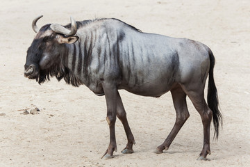 Blue wildebeest (Connochaetes taurinus)