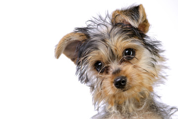 Yorkshire terrier