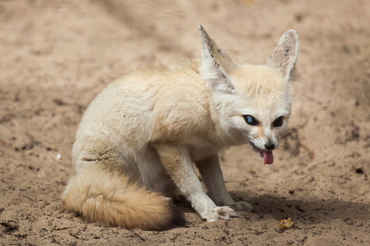 Fennec fox (Vulpes zerda).