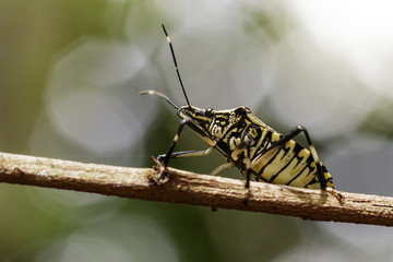 Image of stink bug (Eocanthecona furcellata) on a tree branch. Insect Animal