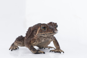 Asian common toad on white background,Amphibian of Thailand