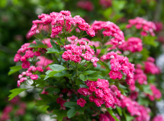 A branch of a flowering scarlet hawthorn
