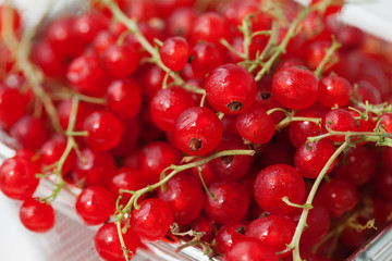 Red currant berries on a light background