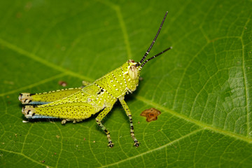 Image of green grasshopper(Acrididae) on green leaves. Insect Animal