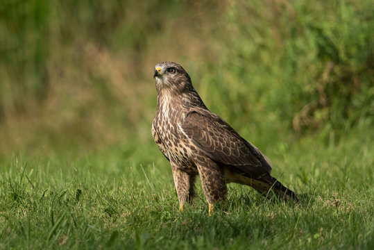 Common buzzard, Buteo buteo