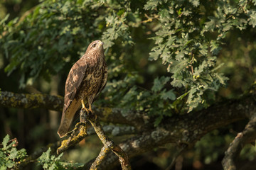 Common buzzard, Buteo buteo